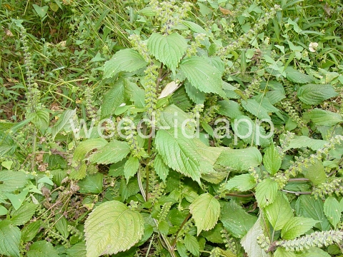 mint, perilla